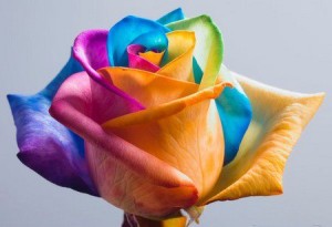 Vero Amore