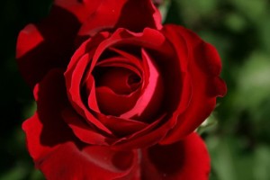 Rosa Rossa